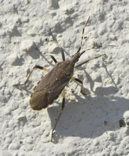 Réf. 225 857 : Dicranocephalus agilis